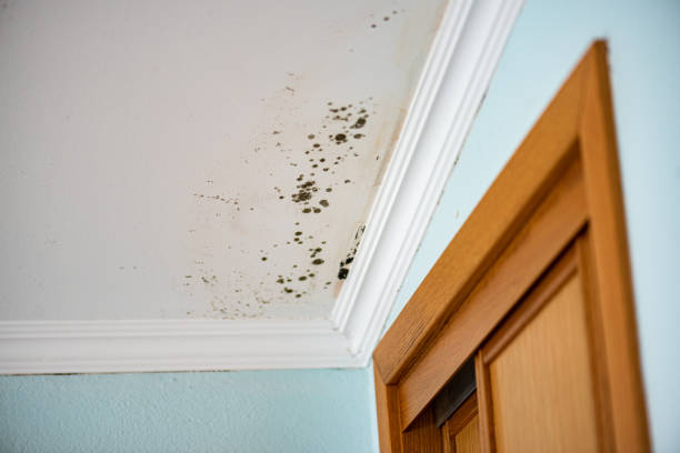 Best Residential Mold Removal  in Crawfordsville, IN