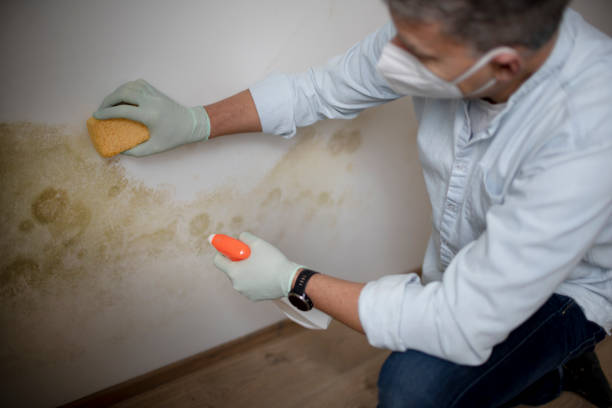 Best Best Mold Removal Companies  in Crawfordsville, IN