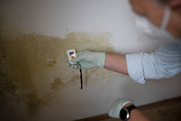 Best Commercial Mold Removal  in Crawfordsville, IN