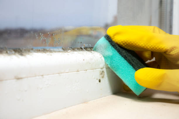 Reliable Crawfordsville, IN Mold Removal Solutions