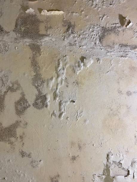 Best Mold Testing  in Crawfordsville, IN