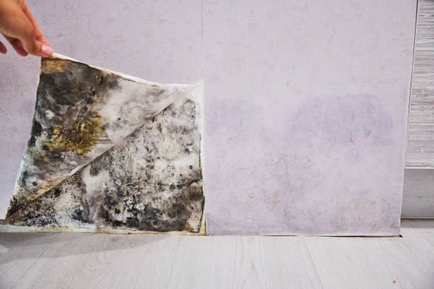 Best Toxic Mold Removal  in Crawfordsville, IN